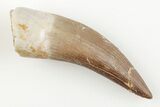 Fossil Plesiosaur (Zarafasaura) Tooth - Morocco #196717-1